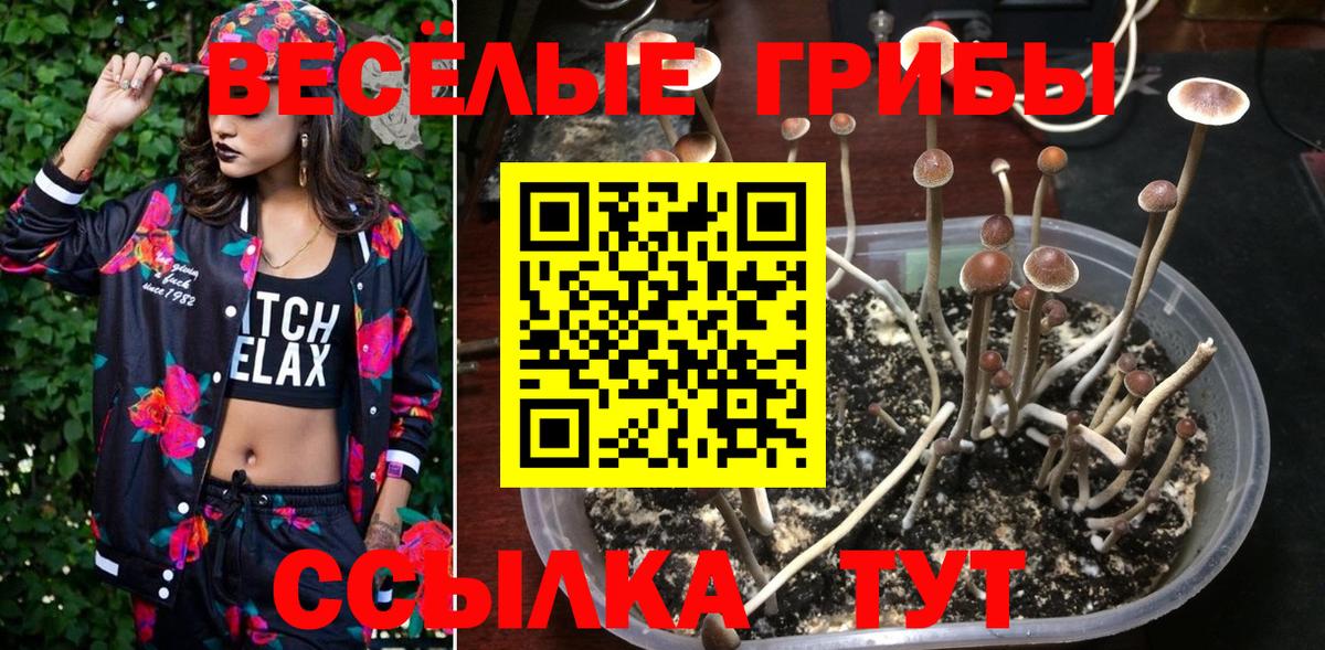 Псилоцибиновые грибы Cubensis Краснознаменск